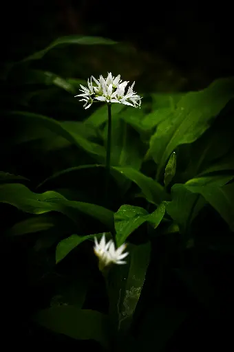 Fleur d'ail des ours